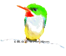 � Hilda G Morales-Nieves AdvenTours / Birding PUERTO RICO