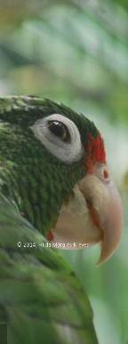 � Hilda Morales-Nieves AdvenTours / Birding PUERTO RICO