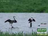 Great Blue Heron (left) - Double-crested Cormorant (right)